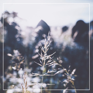 网站SSL小鲤导航
